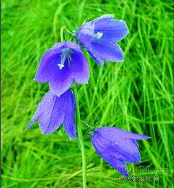 风铃草